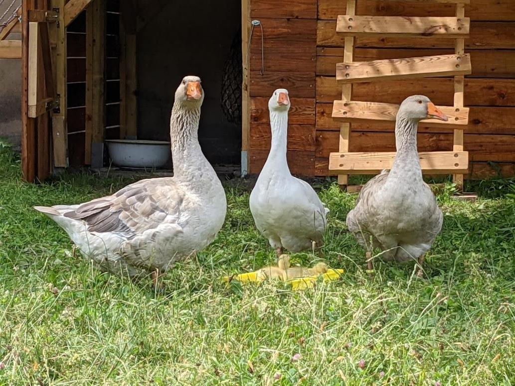 Helenes Ferienwohnung Auf Dem Bauernhof - Lausitzer Seenland Lauta Esterno foto