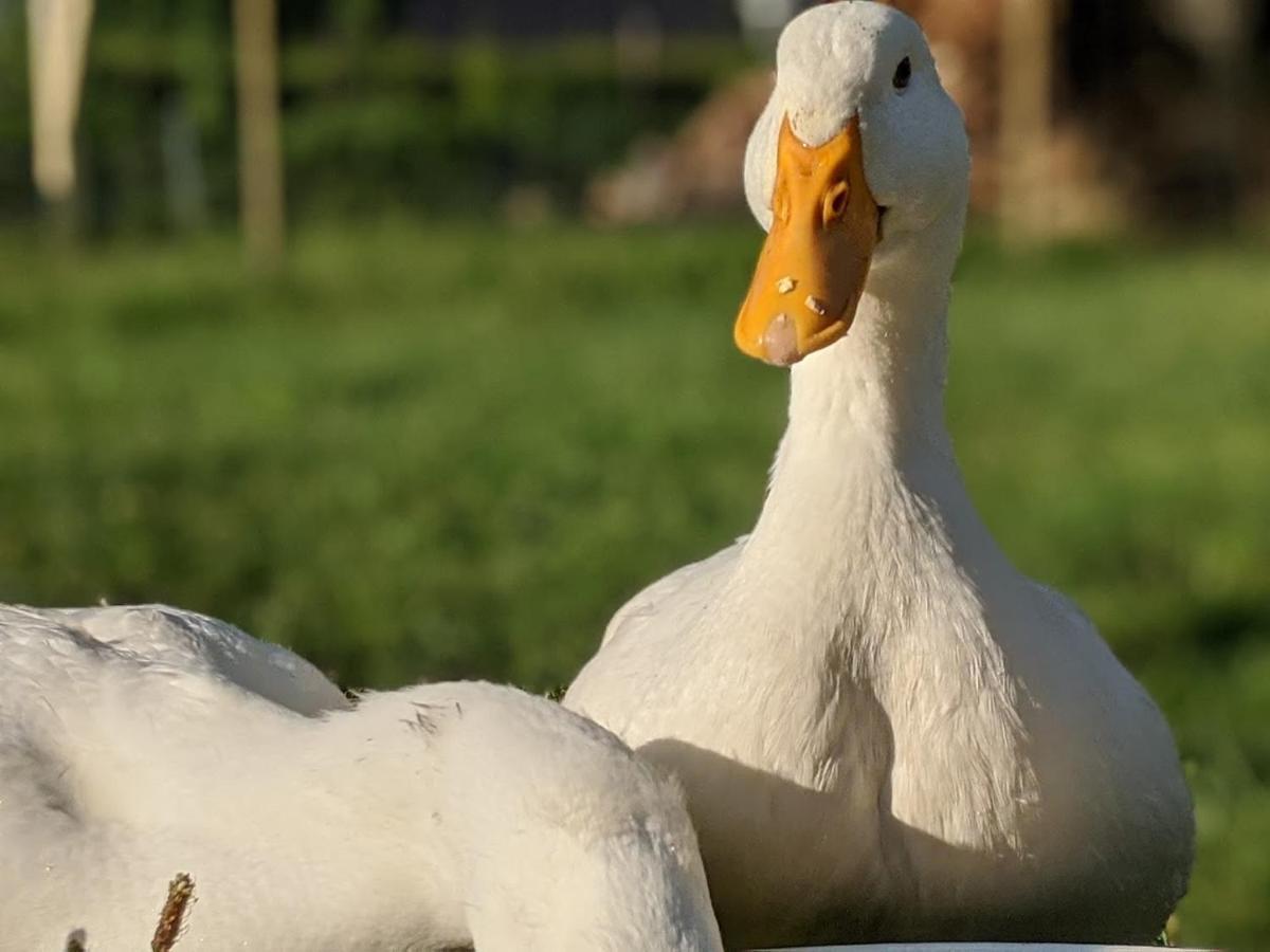 Helenes Ferienwohnung Auf Dem Bauernhof - Lausitzer Seenland Lauta Esterno foto