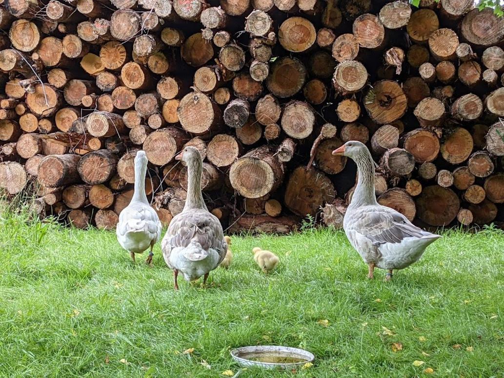 Helenes Ferienwohnung Auf Dem Bauernhof - Lausitzer Seenland Lauta Esterno foto