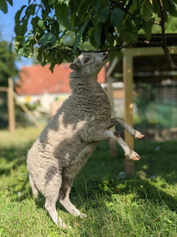 Helenes Ferienwohnung Auf Dem Bauernhof - Lausitzer Seenland Lauta Esterno foto