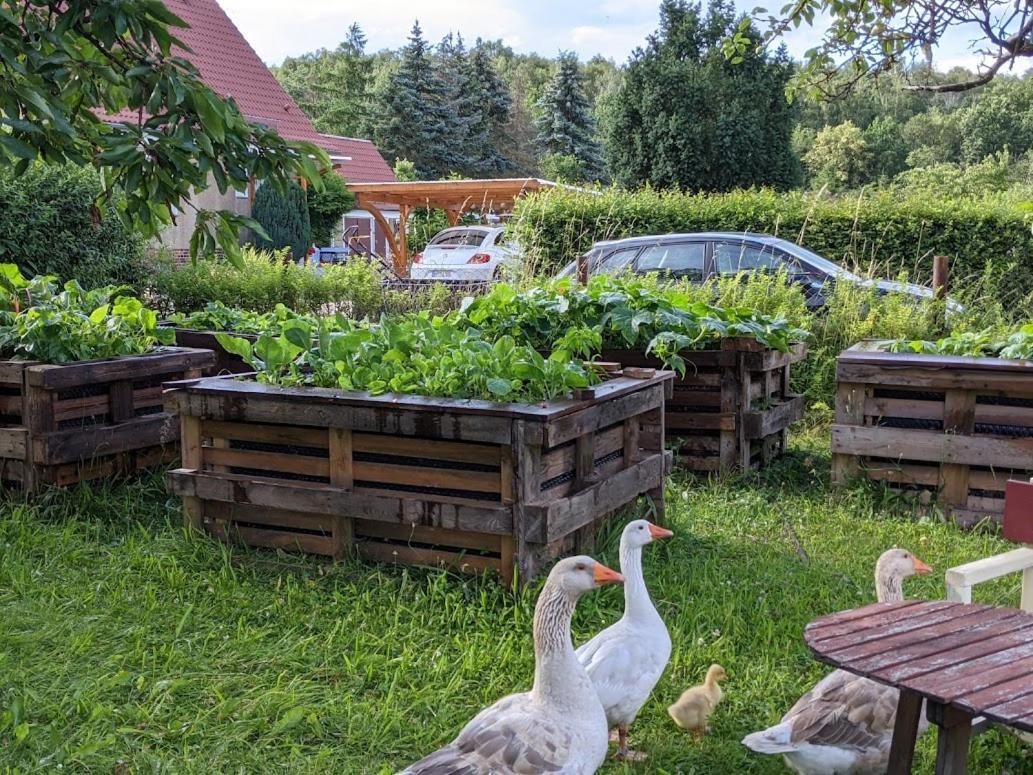 Helenes Ferienwohnung Auf Dem Bauernhof - Lausitzer Seenland Lauta Esterno foto
