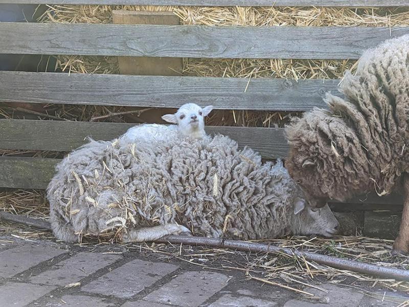 Helenes Ferienwohnung Auf Dem Bauernhof - Lausitzer Seenland Lauta Esterno foto