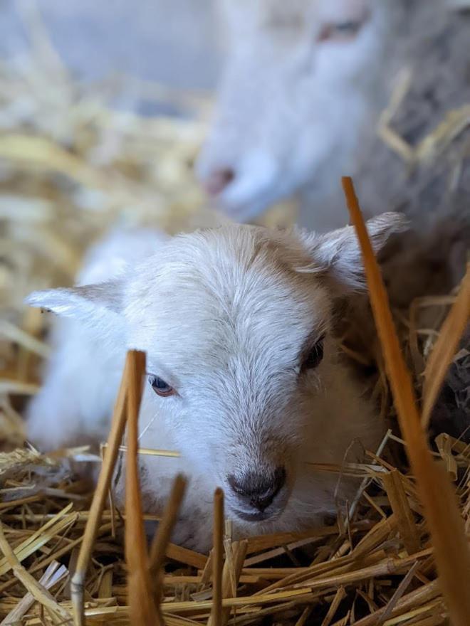Helenes Ferienwohnung Auf Dem Bauernhof - Lausitzer Seenland Lauta Esterno foto