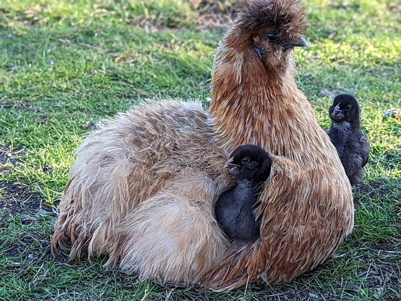 Helenes Ferienwohnung Auf Dem Bauernhof - Lausitzer Seenland Lauta Esterno foto