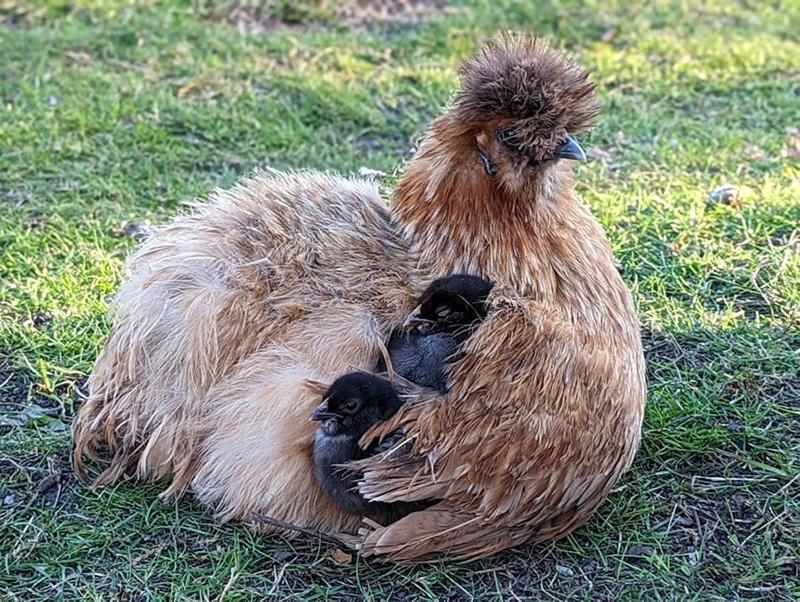 Helenes Ferienwohnung Auf Dem Bauernhof - Lausitzer Seenland Lauta Esterno foto