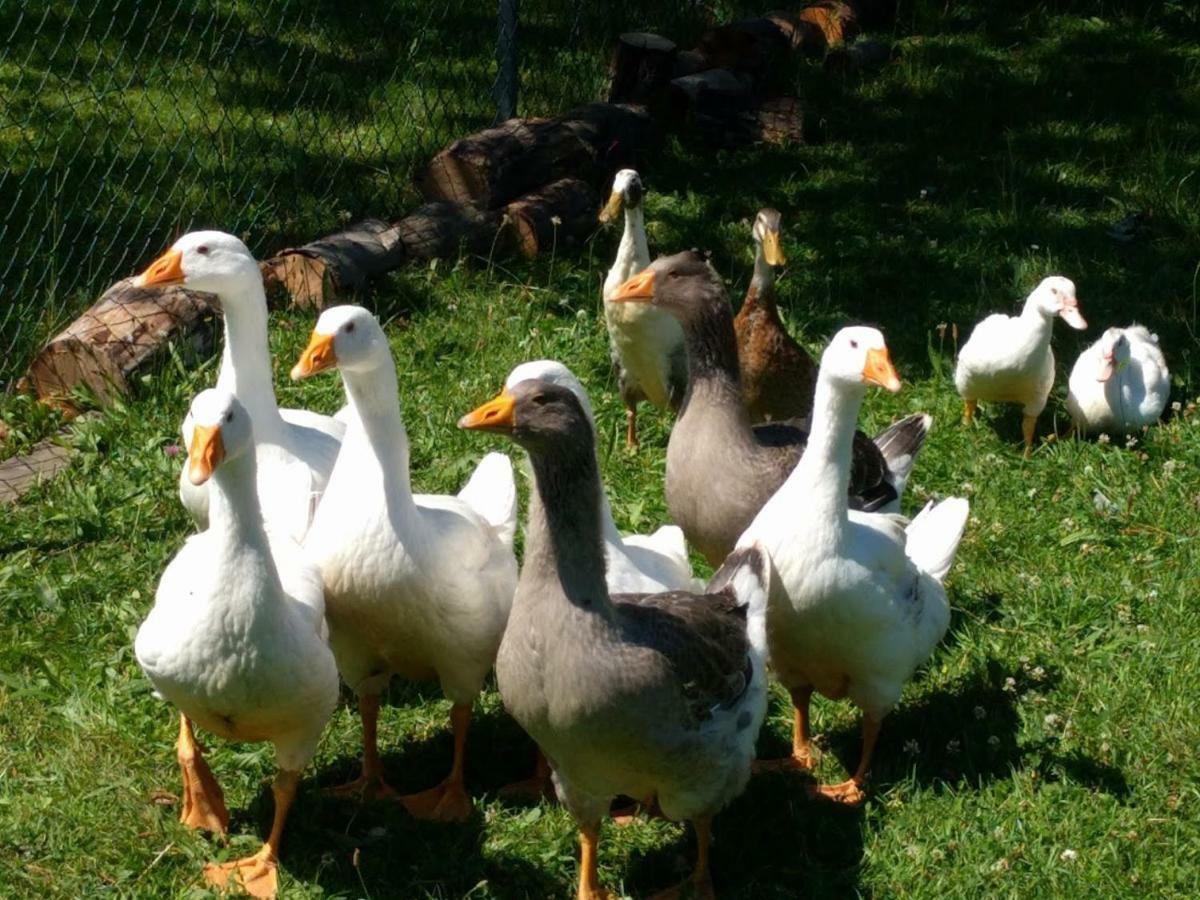 Helenes Ferienwohnung Auf Dem Bauernhof - Lausitzer Seenland Lauta Esterno foto