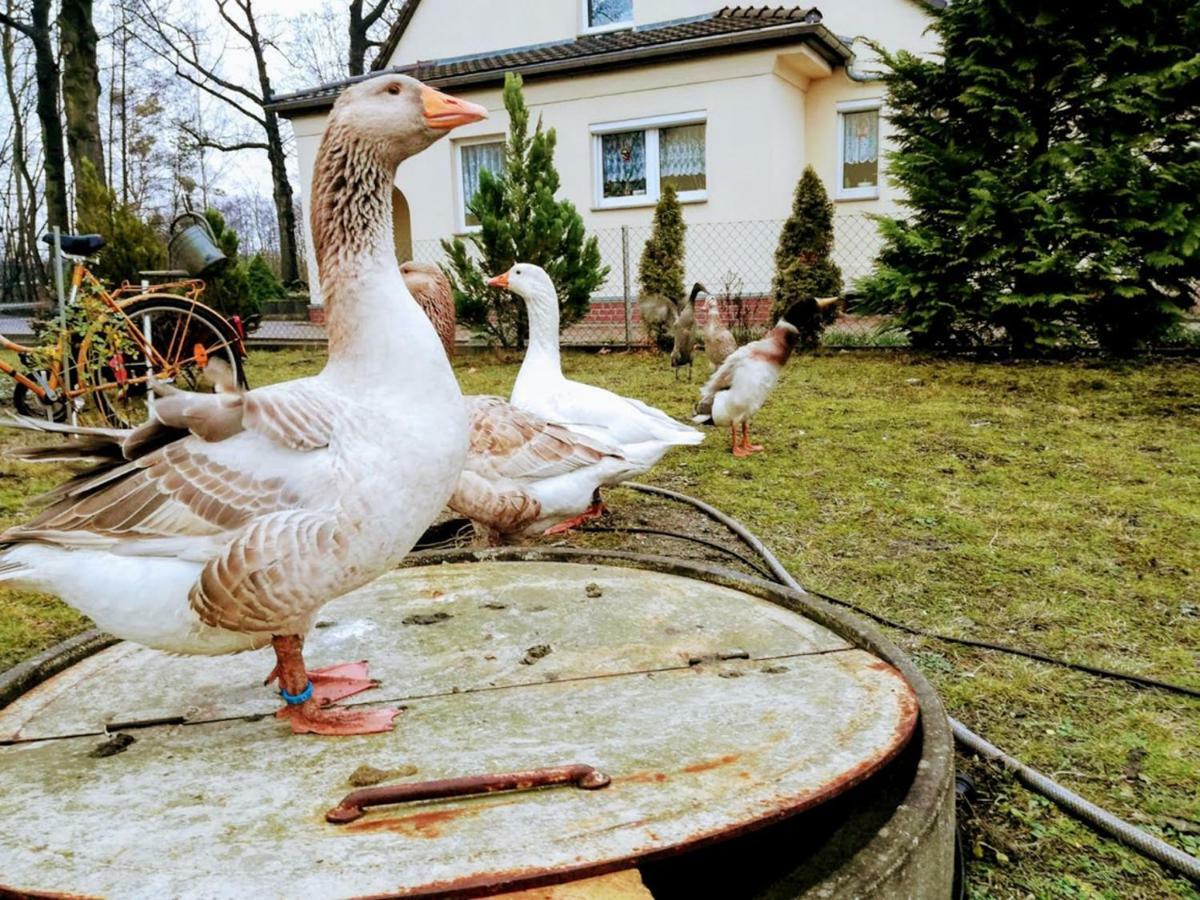 Helenes Ferienwohnung Auf Dem Bauernhof - Lausitzer Seenland Lauta Esterno foto